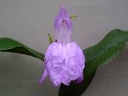 Roscoea purpurea